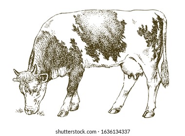 Cow grazing on meadow. Hand drawn illustration.