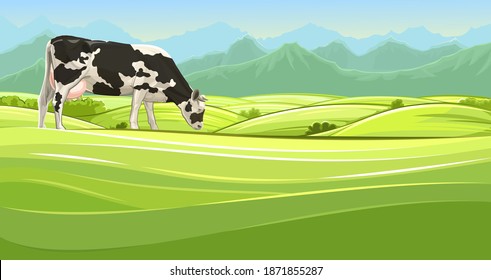A cow is grazing in a pasture. landscape. Black and white breed. Meadow grass. Rural rustic view. Mountains and sky in the distance. Cool summer morning.