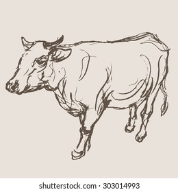  cow hand draw sketch, vector