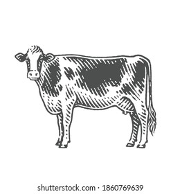 Cow. Hand drawn engraving style illustrations.