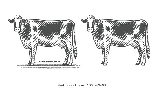 Cow. Hand drawn engraving vintage style illustrations.