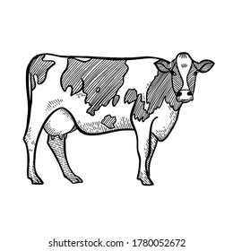 Cow. Hand drawn in a graphic style. Vintage vector engraving illustration for poster, web. Isolated on white background