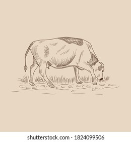 Cow, Hand drawn in a graphic style. Vintage engraving illustration for poster, web. Isolated
