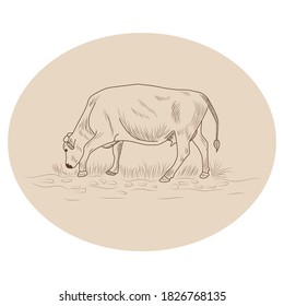 Cow, Hand drawn in a graphic style. Vintage engraving illustration for poster, web. Isolated