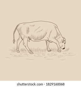 Cow, Hand drawn in a graphic style. Vintage engraving illustration for poster, web. Isolated