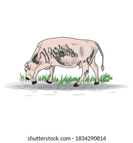 Cow, Hand drawn in a graphic style. Vintage engraving illustration for poster, web. Isolated