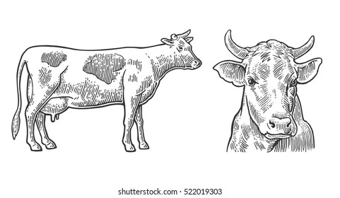 Cow. Hand drawn in a graphic style. Vintage vector engraving illustration for info graphic, poster, web. Isolated on white background