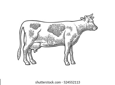Cow. Hand drawn in a graphic style. Vintage vector engraving illustration for poster, web. Isolated on white background