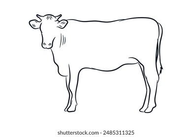 cow hand drawn line drawing vector illustration