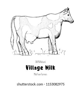 Cow hand drawn sketch. Diary farm label. Vintage design template. Cow logo.