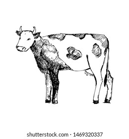 Cow Hand drawn. Sketch, vector illustration