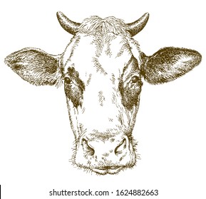 Cow Hand Drawn Vector Illustration Stock Vector (Royalty Free ...