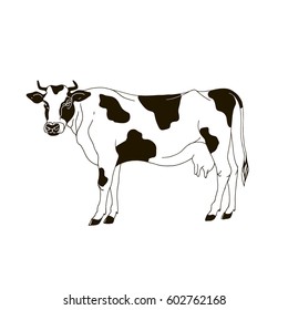 Cow hand drawn vector illustration