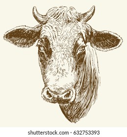 Cow. Hand drawn vector illustration.