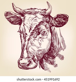 Cow Hand Drawn Vector Llustration Realistic Sketch