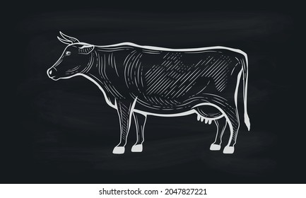 Cow. Hand-drawn Cow isolated on black background. Engraved cow design. Vintage poster for Butcher shop, Grocery Store, BBQ, Steak House, Restaurant. Vector illustration