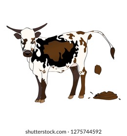 cow having a poo