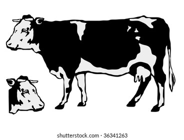 cow  and cow head