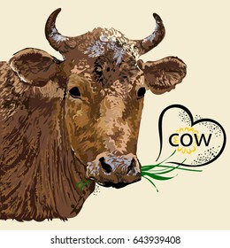 Cow. Head of a cow.