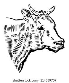 COW head, drawing