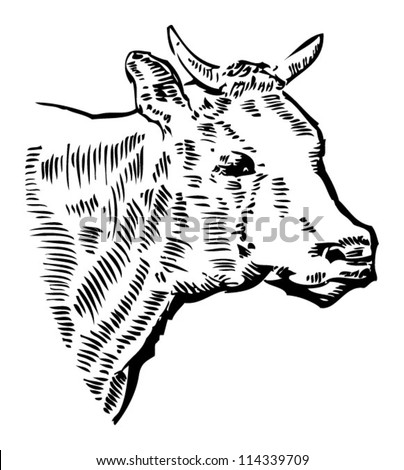 COW Head Drawing Stock Vector (Royalty Free) 114339709 - Shutterstock