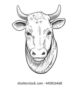 Cow head engraving style hand drawn vector illustration