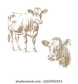 Cow head, Fresh beef organic meat. Hand drawn sketch in a graphic style. Vintage vector engraving illustration for poster, web. Isolated on white background