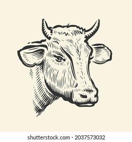 Cow head. Hand drawn sketch in a graphic style. Vintage vector engraving illustration