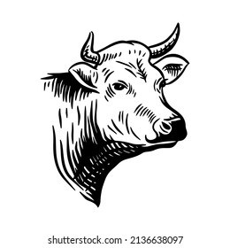 Cow head. Hand drawn sketch vector illustration in a vintage style.