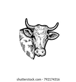 Cow head. Hand drawn sketch in a graphic style. Vintage vector engraving illustration for poster, web. Isolated on white background.