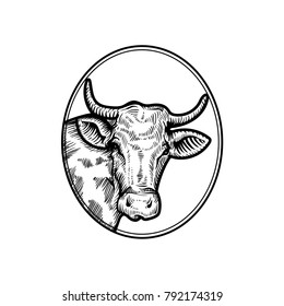 Cow head. Hand drawn sketch in a graphic style. Vintage vector engraving illustration for poster, web. Isolated on white background.