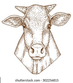 Cow head hand drawn vector illustration.