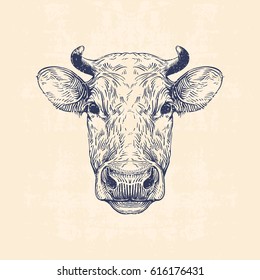 cow head, hand drawn vintage illustration
