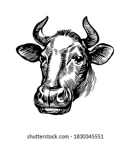 Cow head illustration. Farm animal with horns, black and white etching, vintage engraving. Hand drawn stock vector illustration isolated on white background.