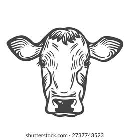Cow head, portrait, closeup, front view, farm animal, lifestock engraving isolated