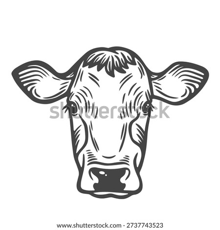 Cow head, portrait, closeup, front view, farm animal, lifestock engraving isolated