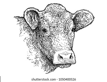 Cow head portrait illustration, drawing, engraving, ink, line art, vector