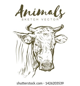 Cow Head Profile Sketch Graphics. Animals Vector