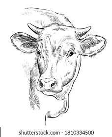 Cow head sketch hand drawn vector illustration in black color isolated on white background. Vintage illustration of bull for label, poster, print and design.