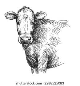 Cow head sketch. Vintage vector illustration.