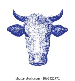 Cow head vector engraving illustration