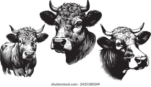 Cow Head Vintage Ink Drawing Farming