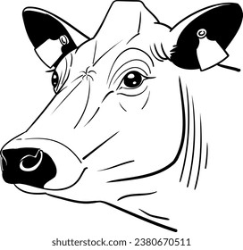 Cow head without horns closeup side view front view realistic line art vector black and white illustration ready to print