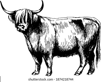 cow highland farm  graphics illustration
