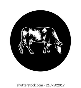 Icono de vaca sobre fondo negro. Esbozo de dibujo grabado. Para la agricultura, la leche y la carne de vacuno