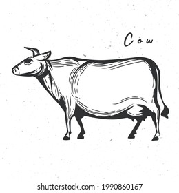 Cow icon. Cow vintage sketch isolated on white background. The farm animal designed for emblems, badges, posters. Vector illustration