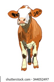 cow illustration