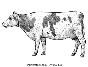 Cow illustration, drawing, engraving, ink, line art, vector