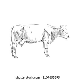 cow, illustration, ink, vector