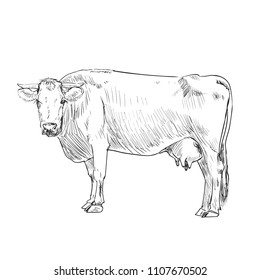 cow, illustration, ink, vector